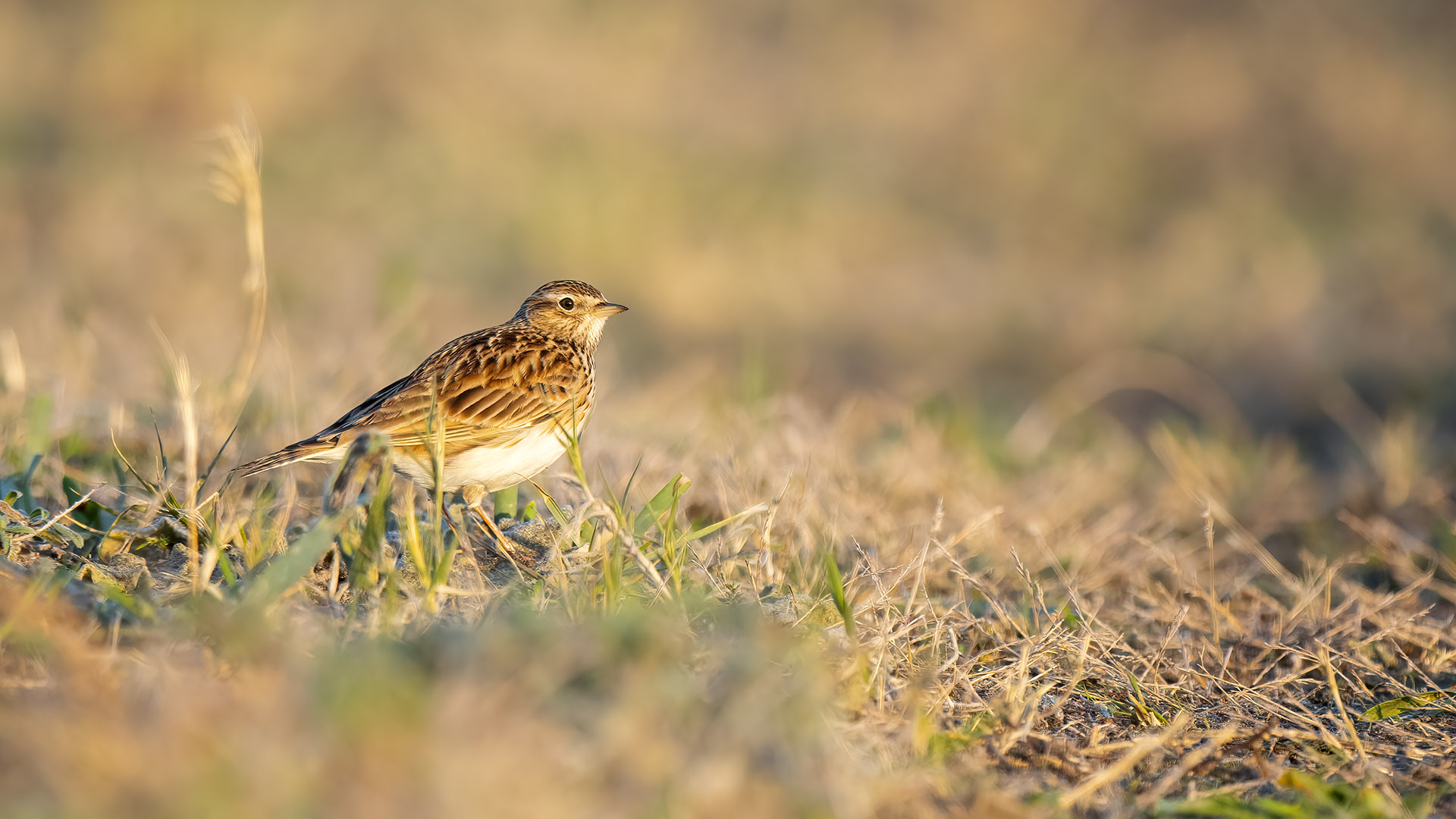 Eurasian Skylark